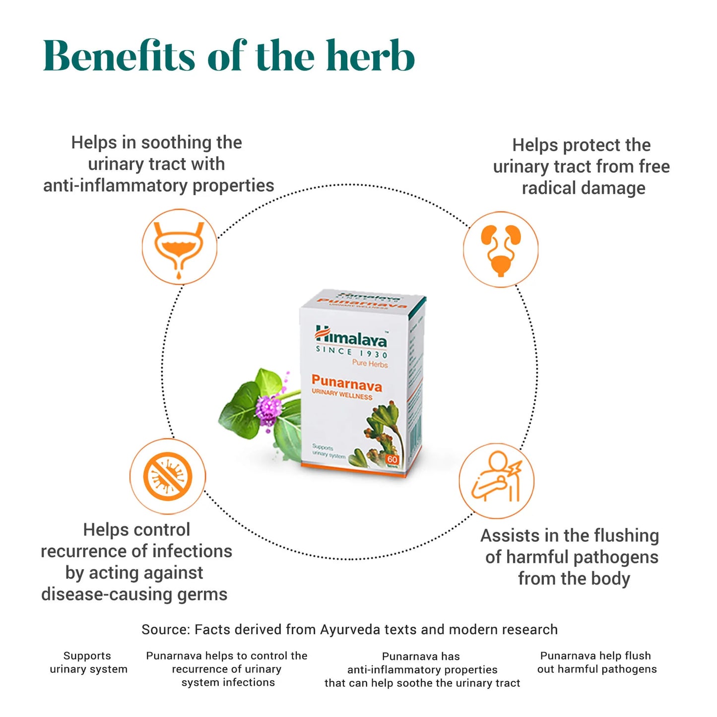 Himalaya Punarnava Urinary Wellness – 60 Tablets