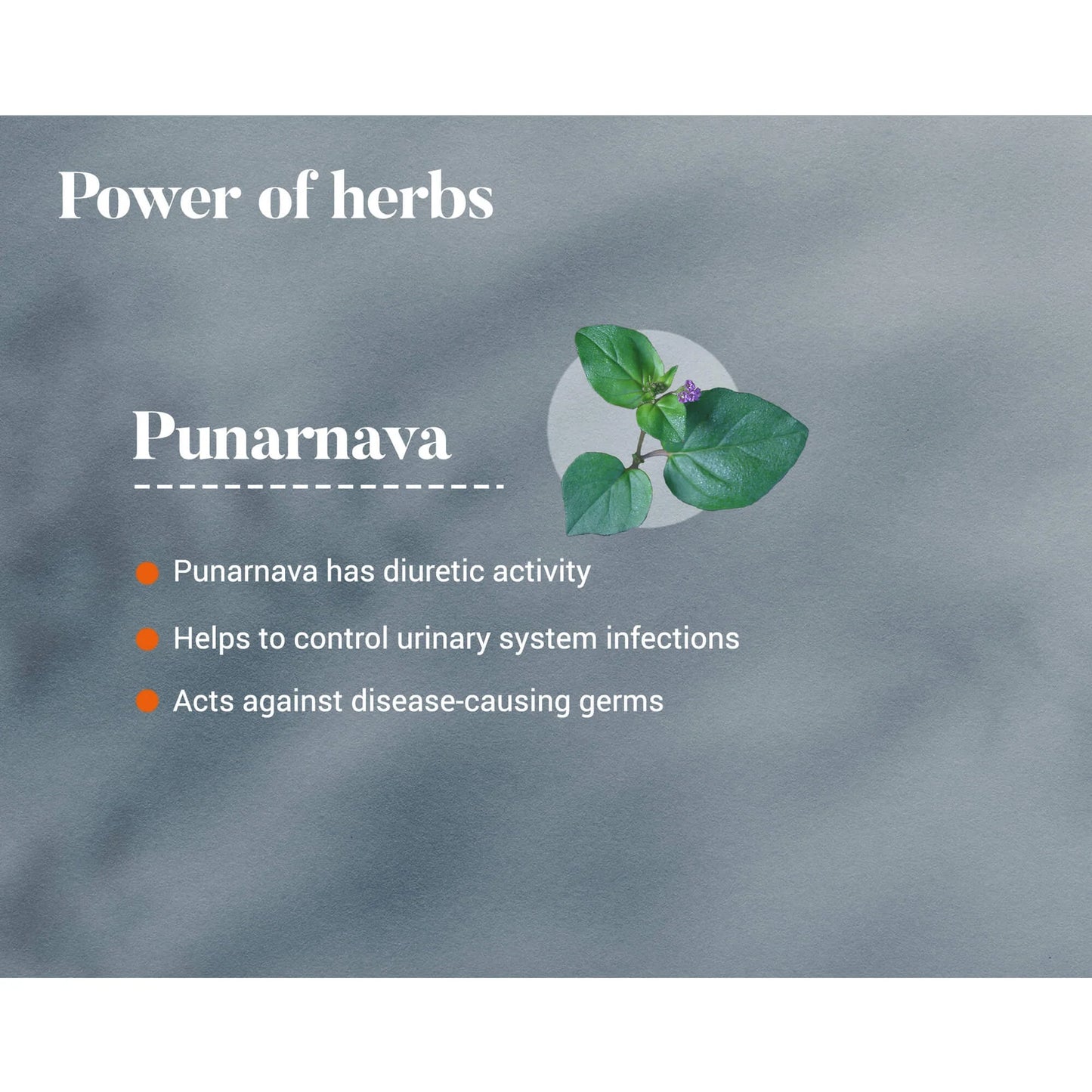 Himalaya Punarnava Urinary Wellness – 60 Tablets