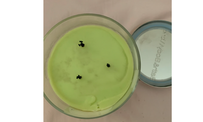 Bath & Body Works Cucumber Melon 3-Wick Candle